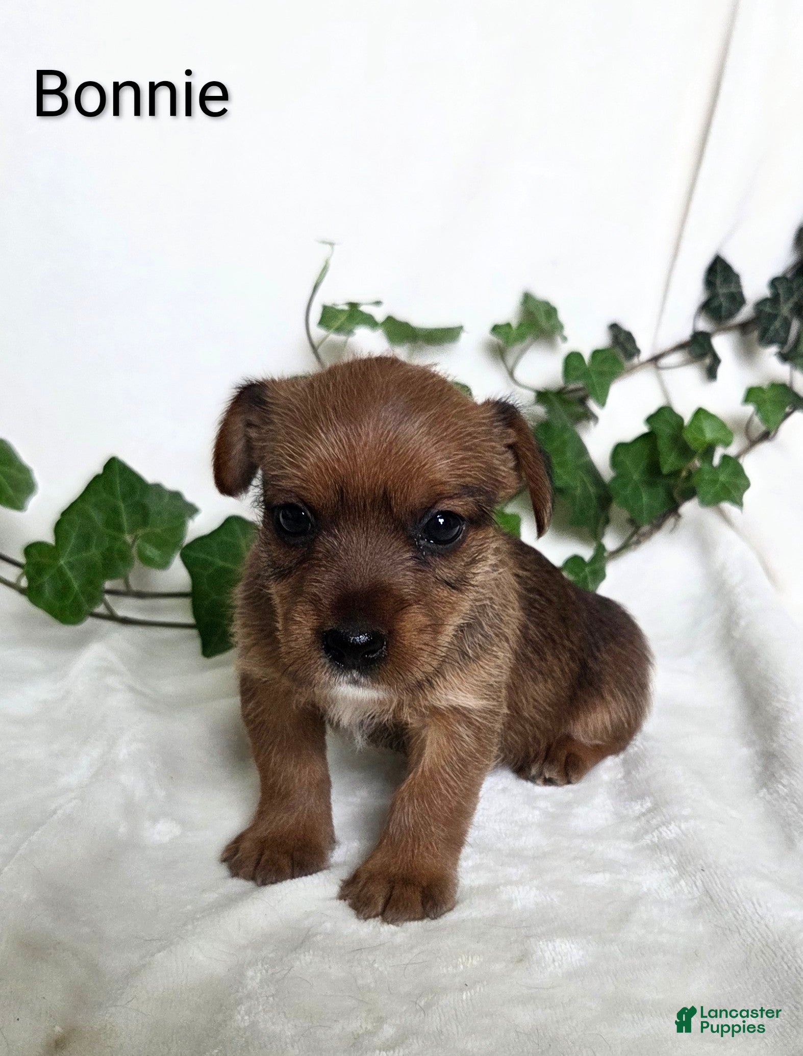 Mixed Breed dogs Bonnie - Ad 36
