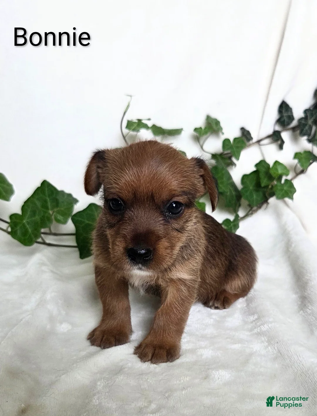 Mixed Breed dogs for sale: Bonnie - Ad 1