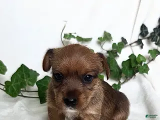 Mixed Breed dogs Bonnie - Ad 36