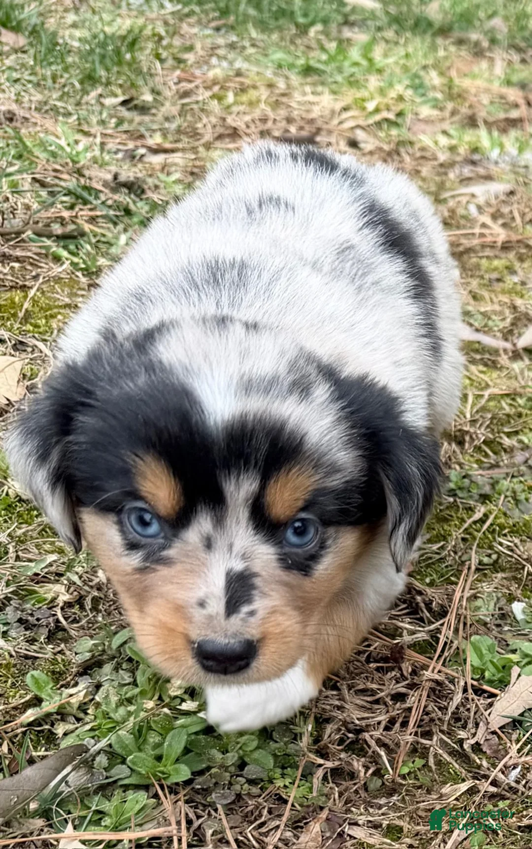 Australian Shepherd dogs for sale: Rex - Ad 5
