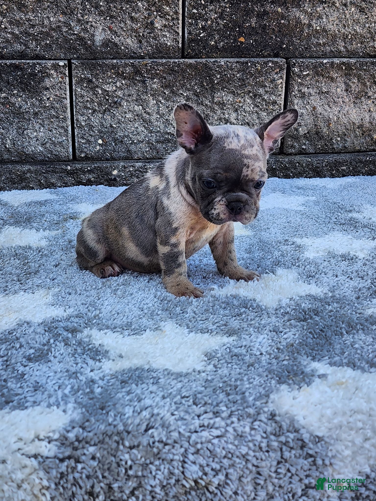 French Bulldog dogs Daisy - Ad 40