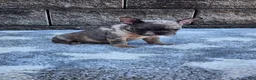 French Bulldog dogs for sale: Daisy - Ad 1
