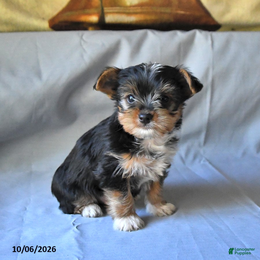 Yorkshire Terrier dogs Shawn  - Ad 1