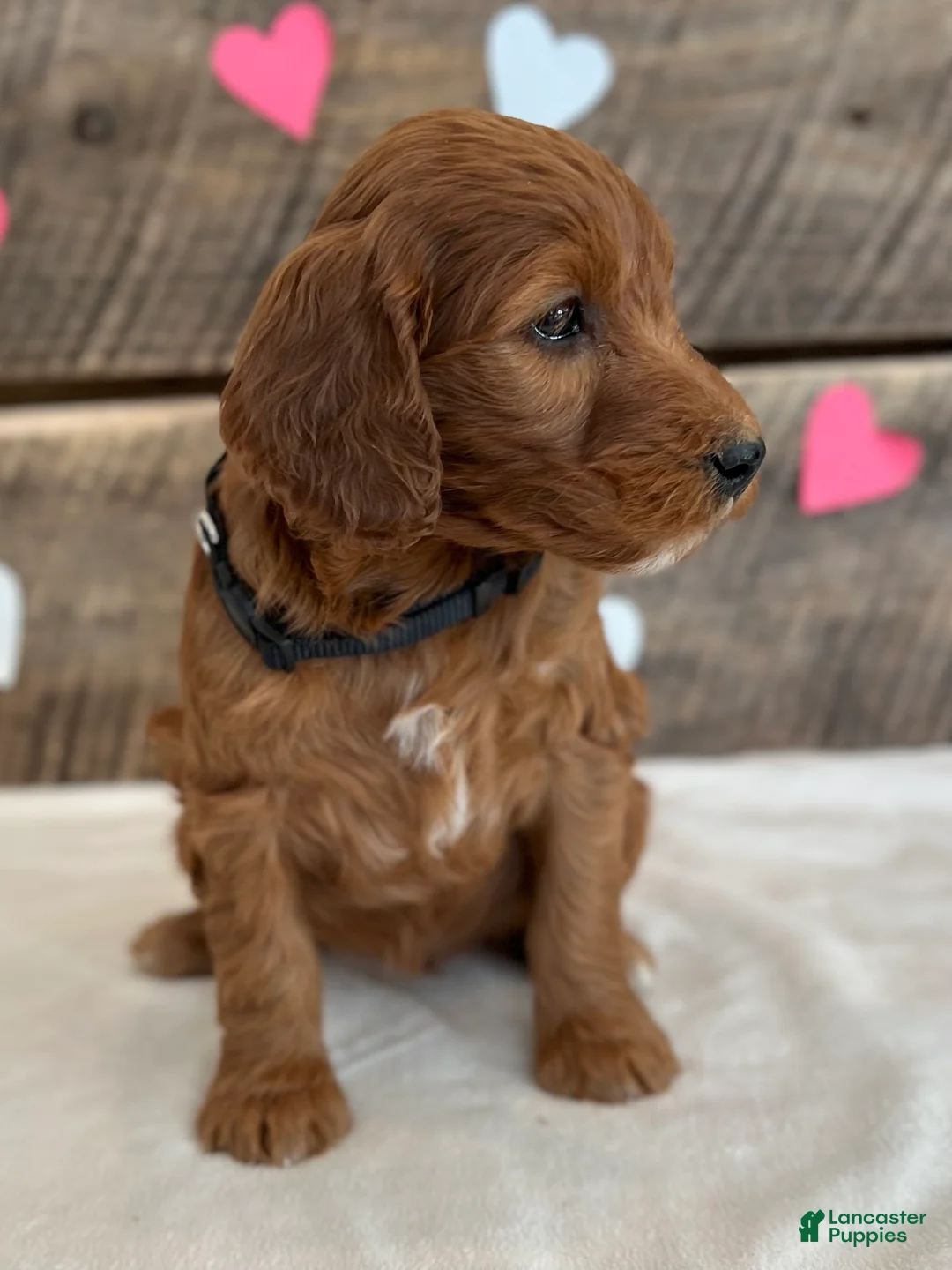 Irish Doodle dogs for sale: Jasmine - Ad 11
