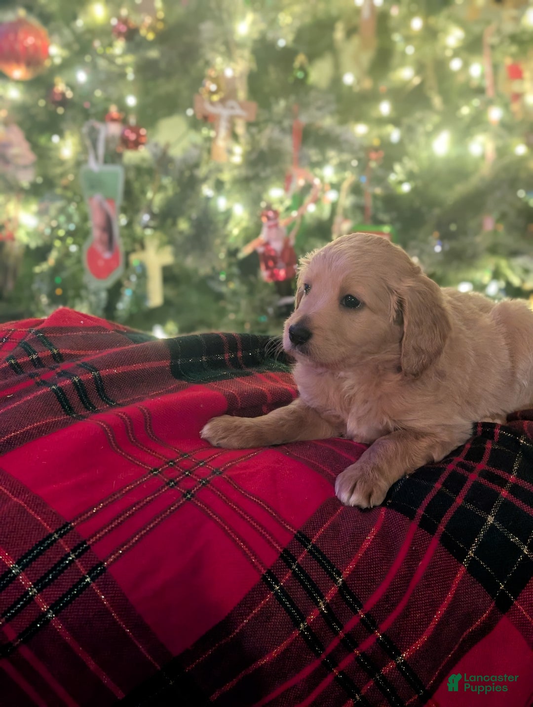 Mixed Breed dogs for sale: Milan Goldendoodle puppy - Ad 1
