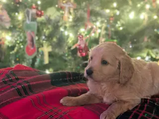 Mixed Breed dogs Milan Goldendoodle puppy - Ad 2