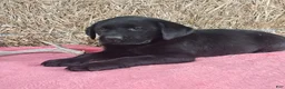 Labrador Retriever dogs for sale: Bella - Ad 2