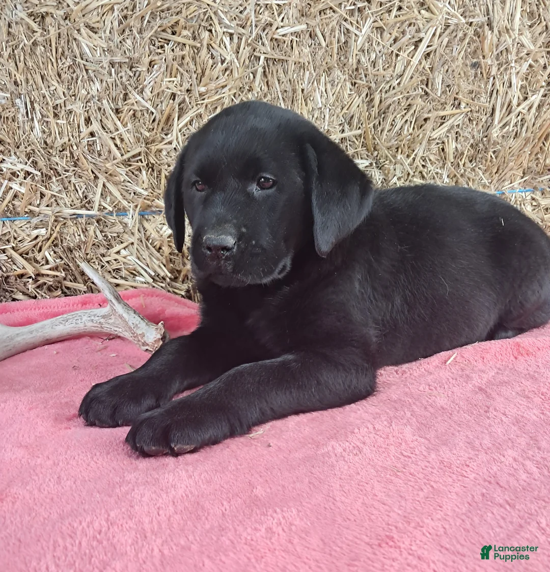 Labrador Retriever dogs for sale: Bella - Ad 2