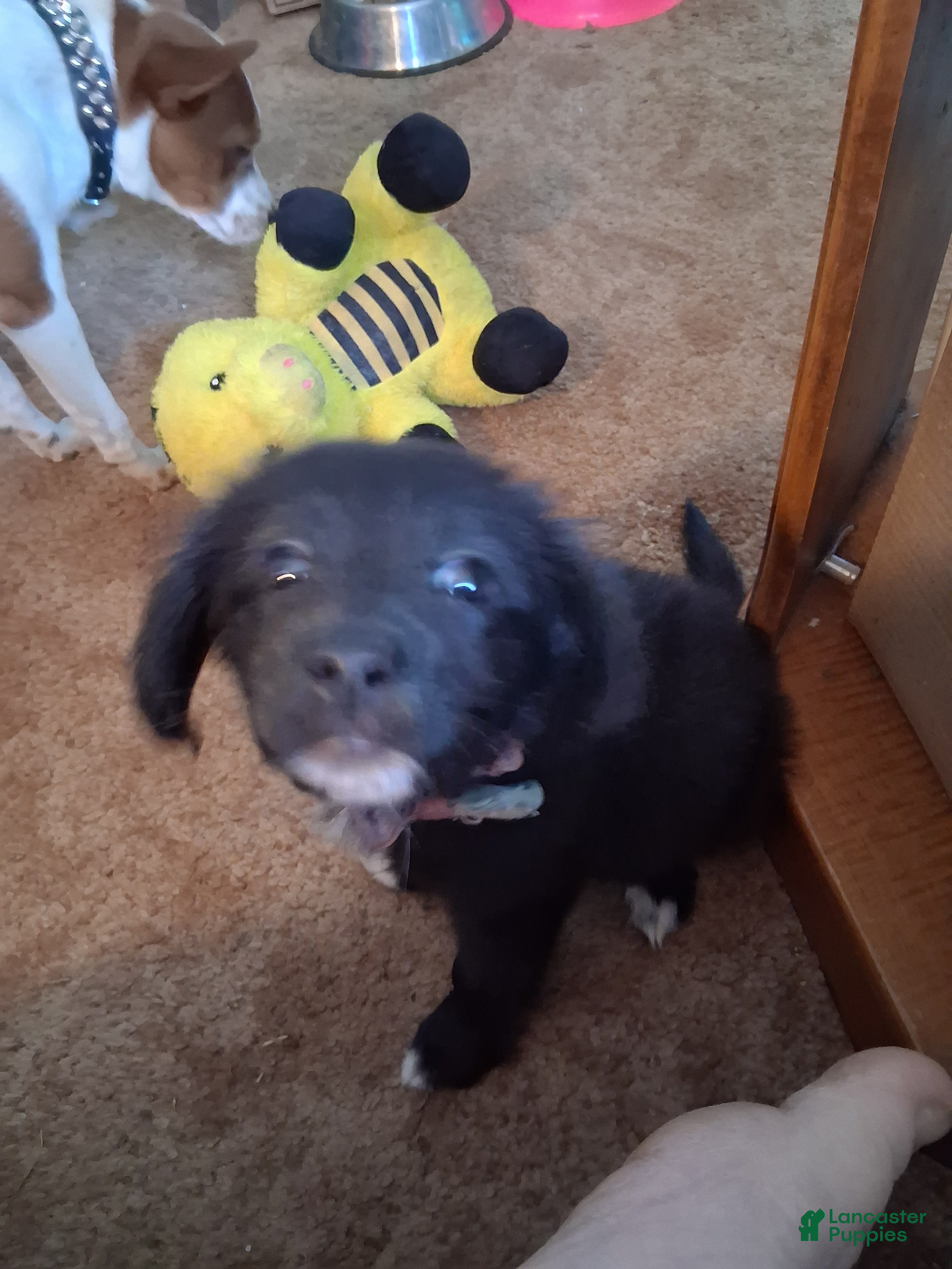 Mixed Breed dogs Mixed Breed Puppy 1 - Ad 34