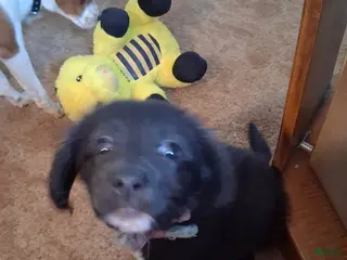 Mixed Breed dogs Mixed Breed Puppy 1 - Ad 34