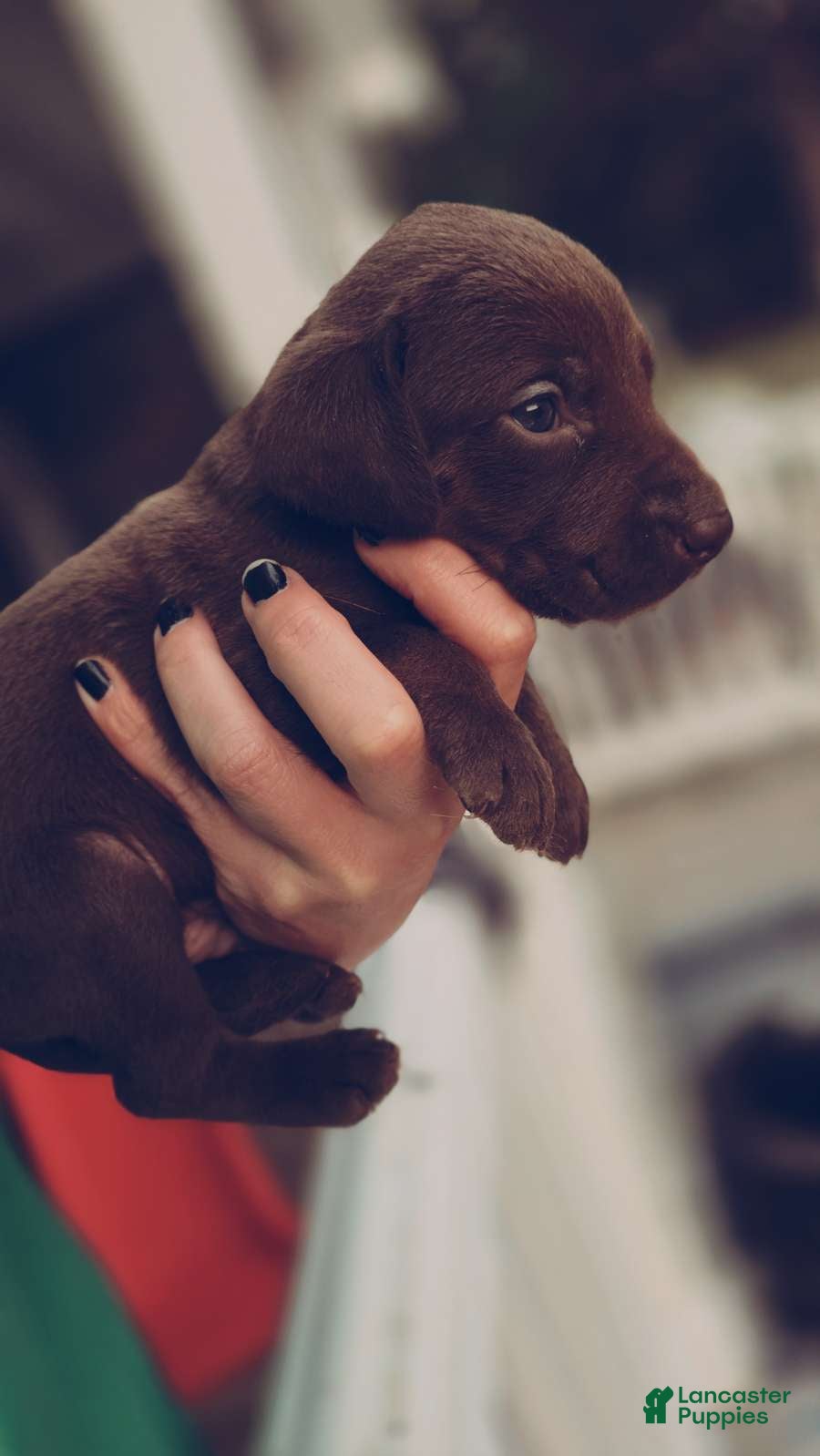 Labrador Retriever dogs for sale: Labrador Retriever 2 - Ad 37