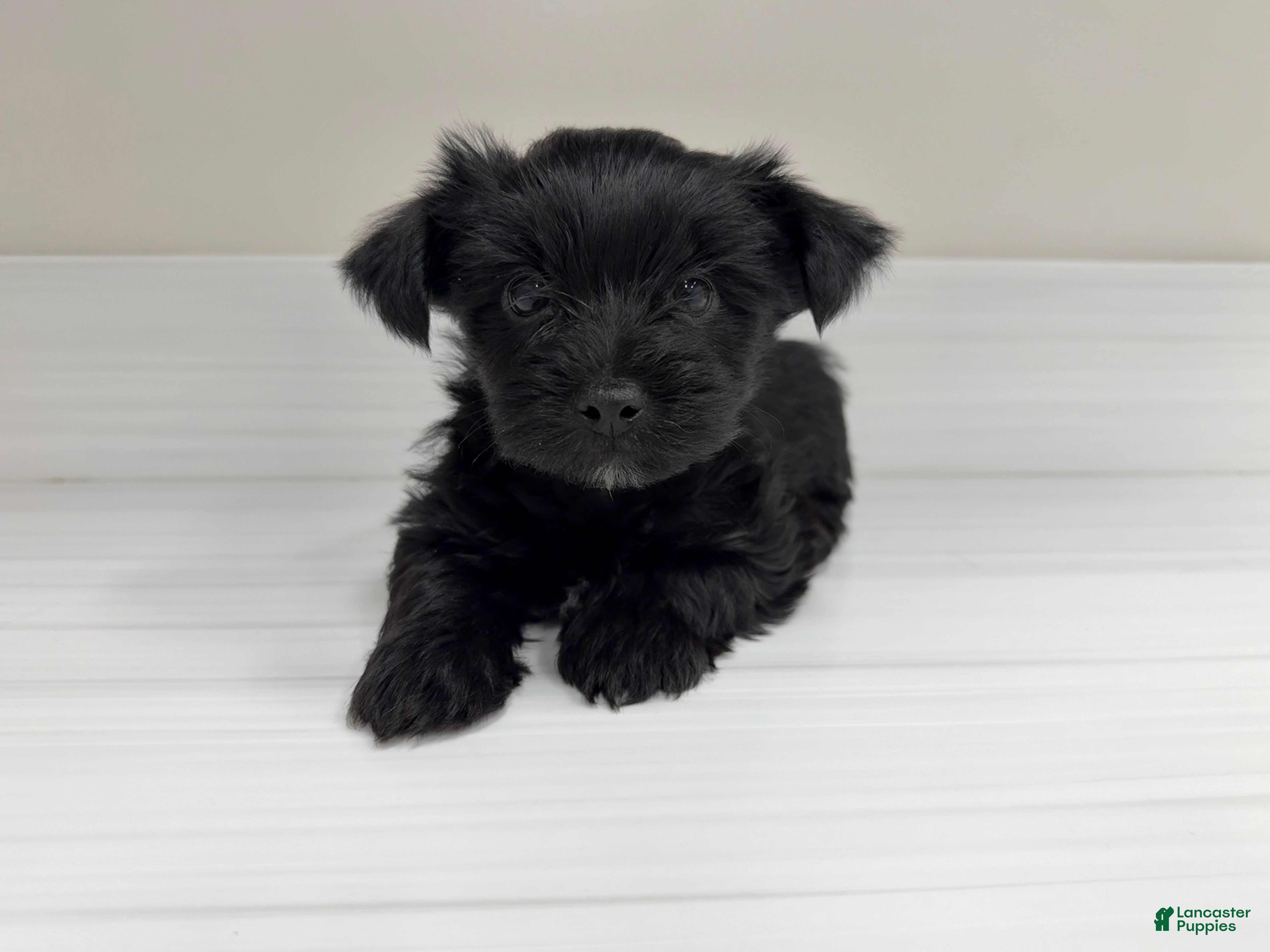 Yorkshire Terrier dogs Pudding - Ad 29