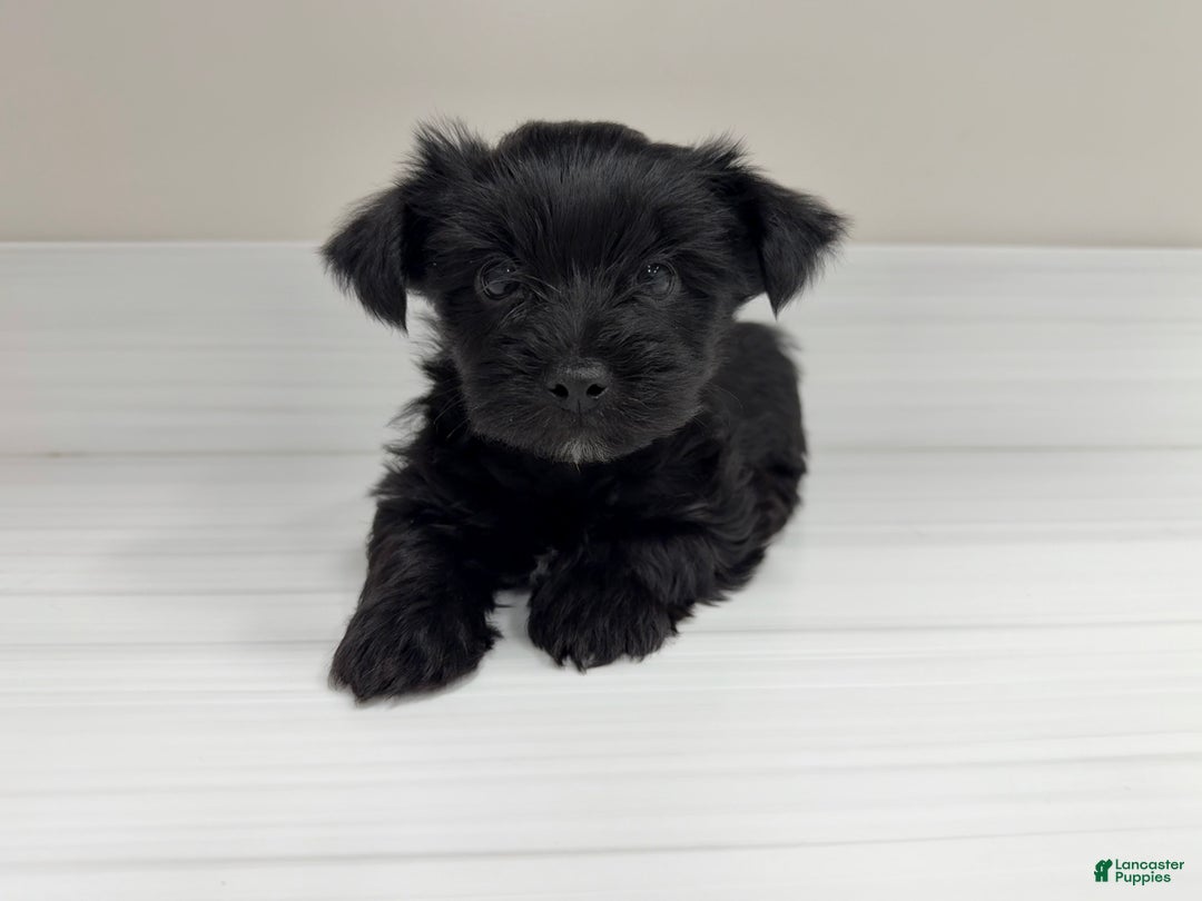 Yorkshire Terrier dogs for sale: Pudding - Ad 1