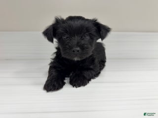 Yorkshire Terrier dogs Pudding - Ad 16