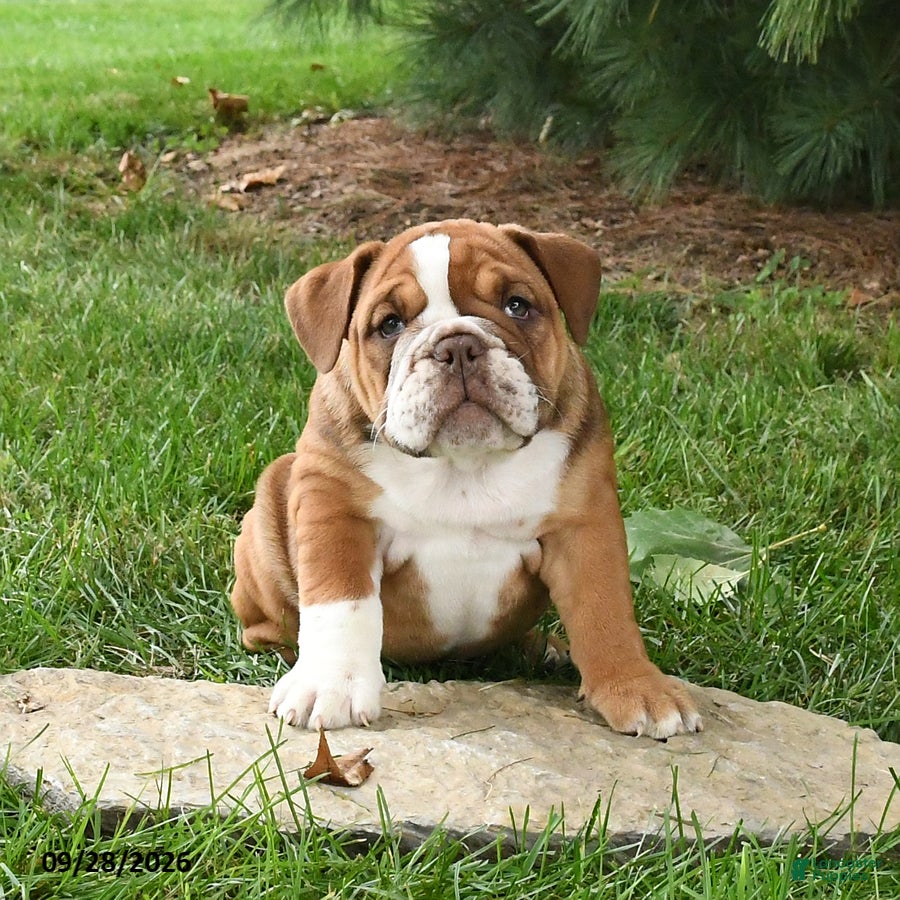 English Bulldog dogs Diamond - Ad 2