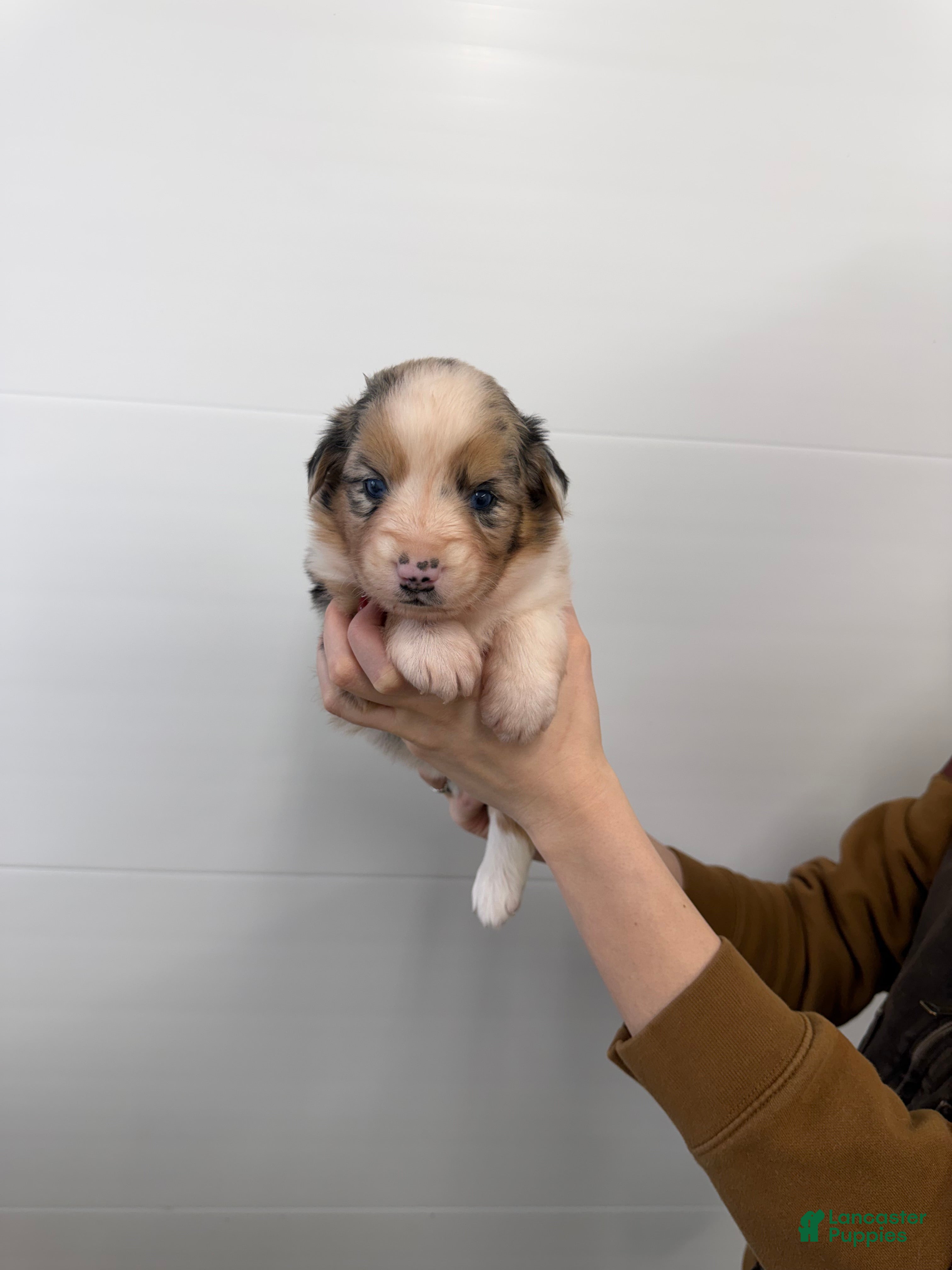 Australian Shepherd dogs for sale: Remi  - Ad 2