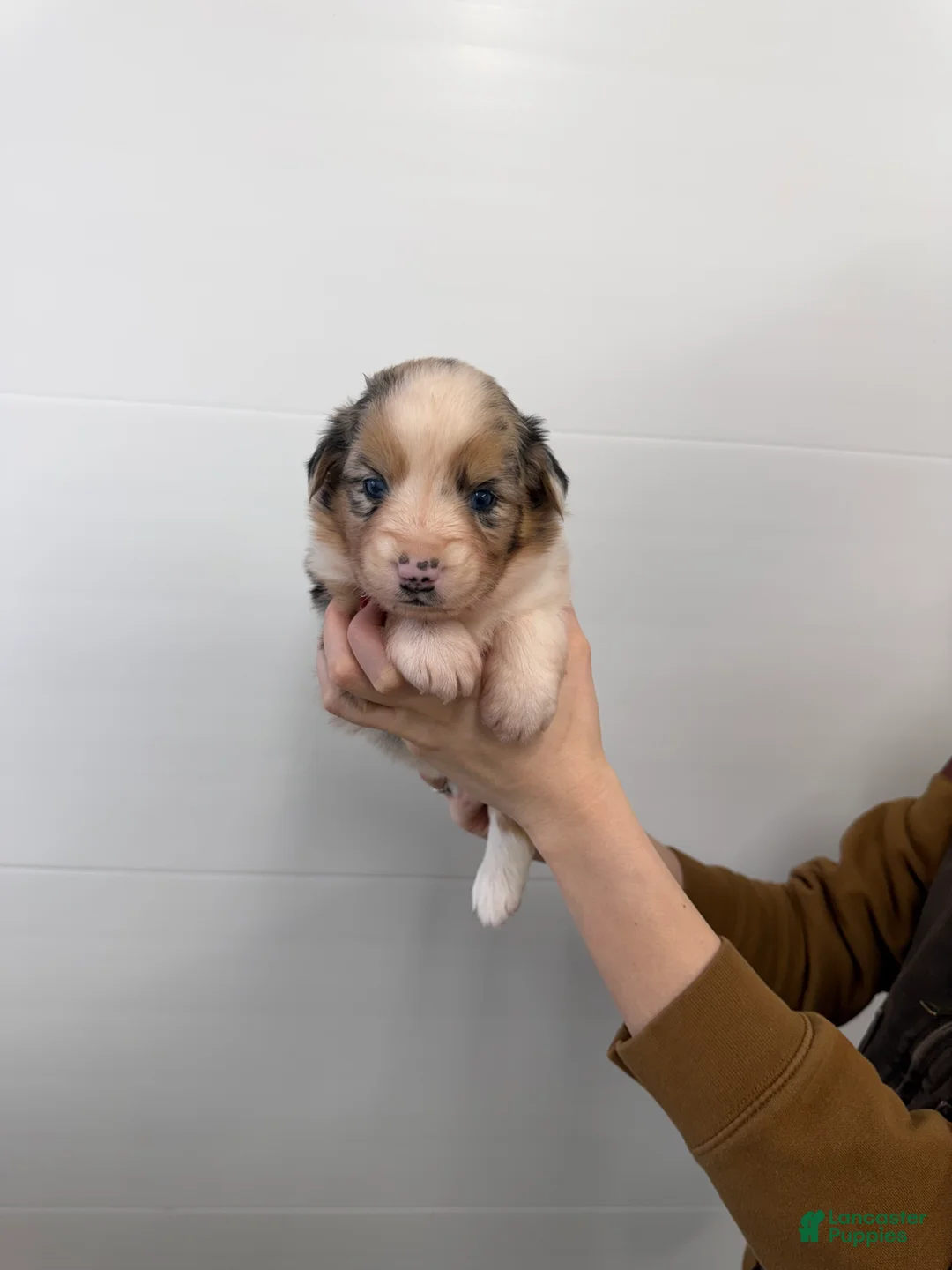 Australian Shepherd dogs for sale: Remi  - Ad 1