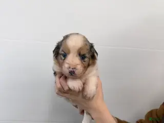 Australian Shepherd dogs for sale: Remi - Ad 2