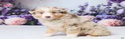 Australian Shepherd dogs for sale: Buddy - Ad 3
