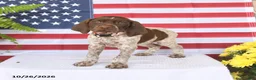 German Shorthaired Pointer dogs for sale: Twilight - Ad 3
