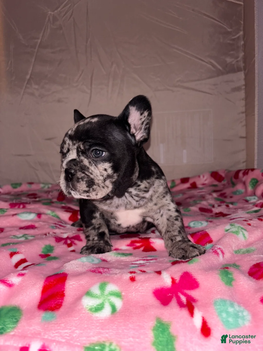 American Bully dogs for sale: American Bully Puppy 4 - Ad 12
