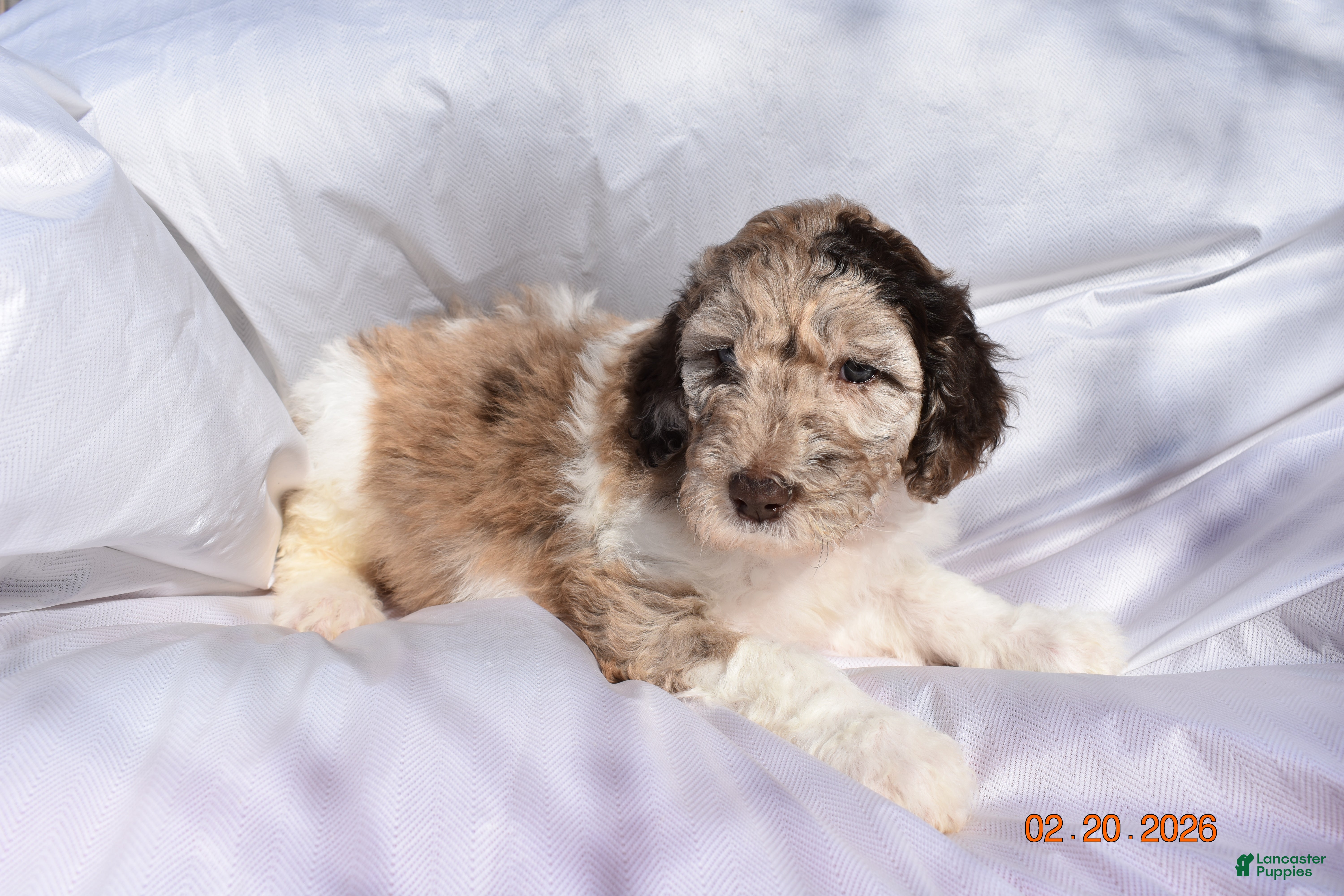 Newfypoo dogs Light Pink - Ad 2