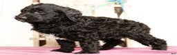 Labradoodle dogs for sale: Goliath - Ad 5