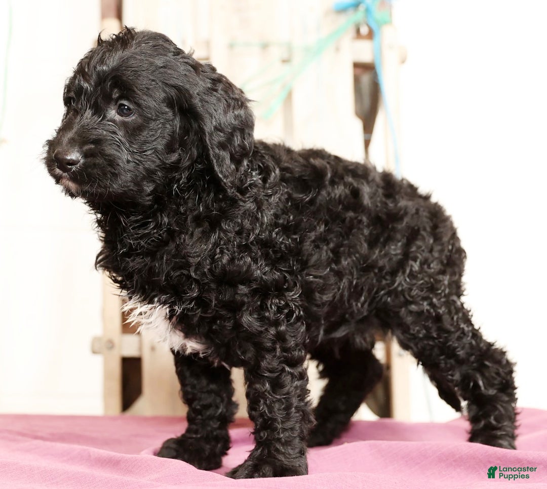 Labradoodle dogs for sale: Goliath - Ad 5