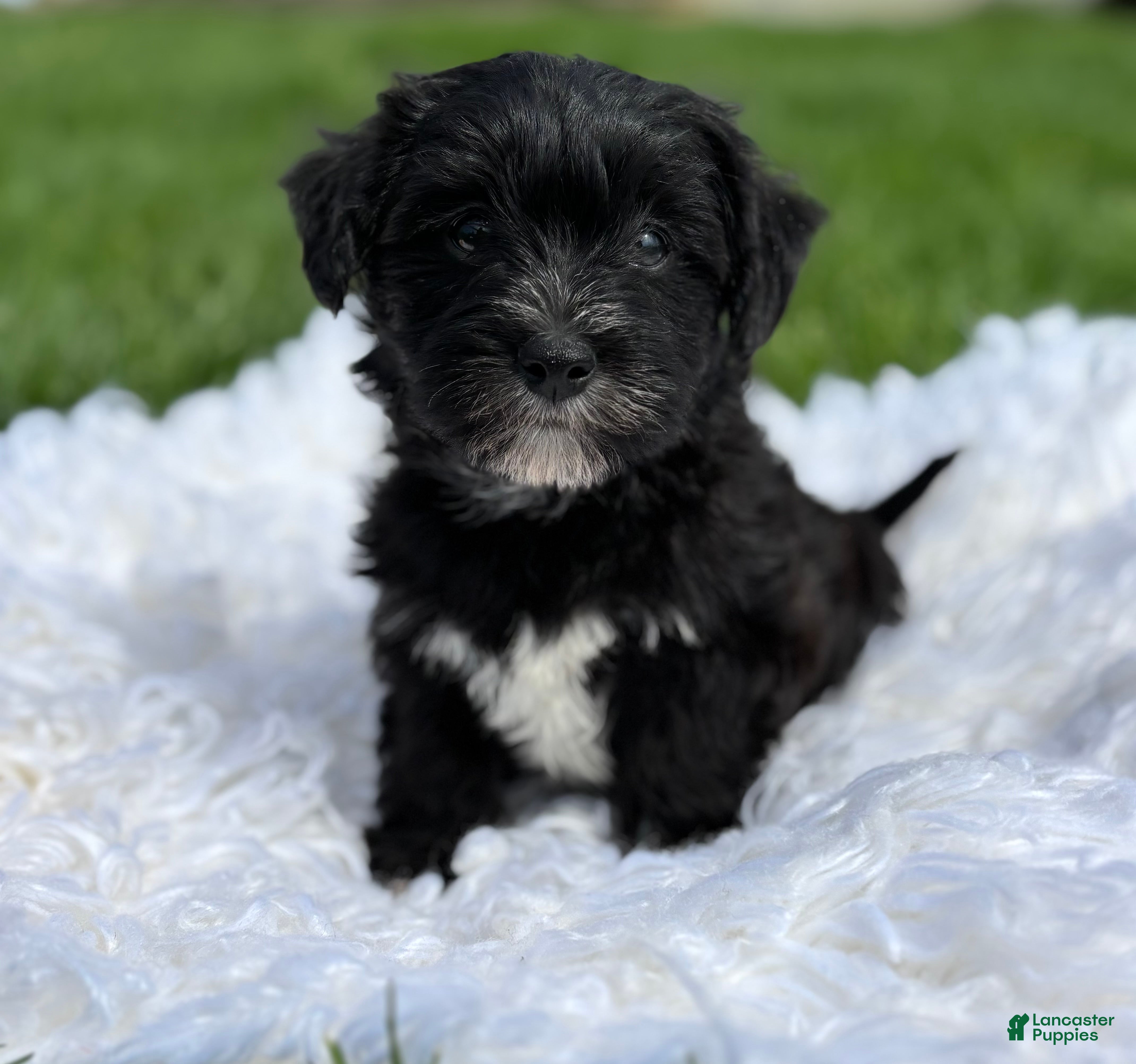 Morkie dogs Diezel - Ad 1