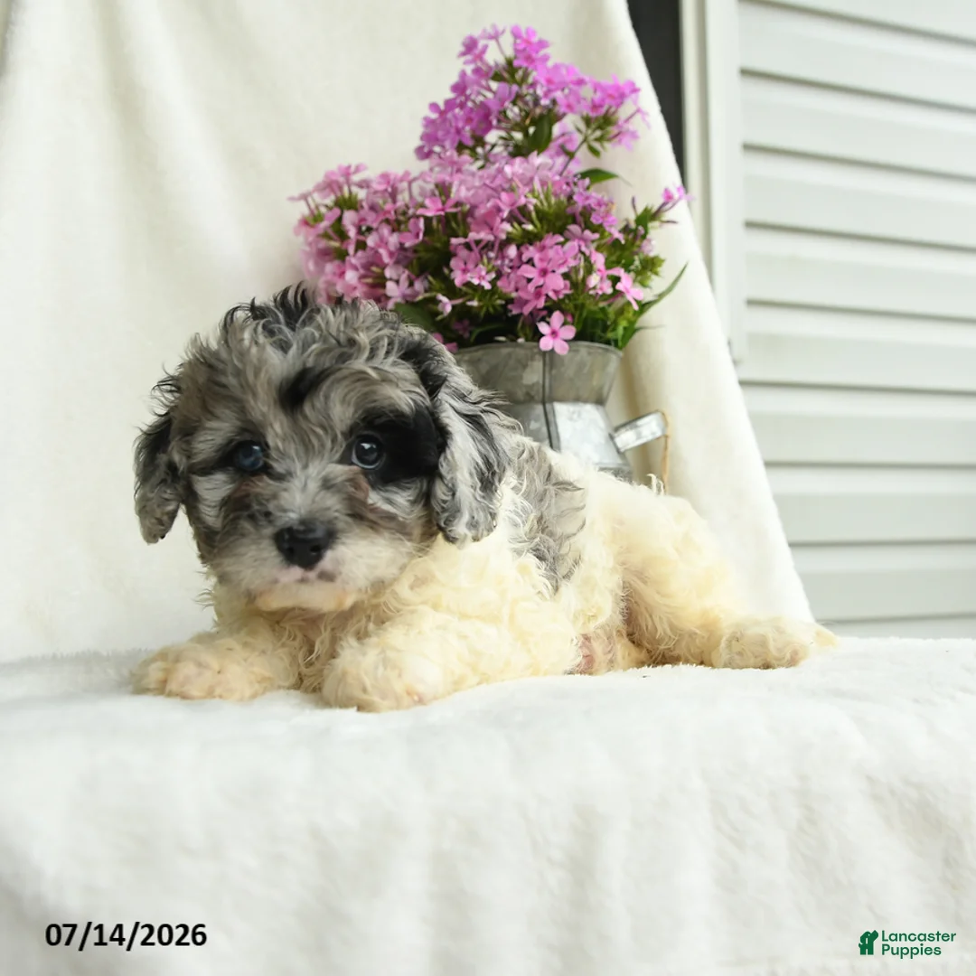 Cavapoo dogs for sale: Gertie - Ad 3