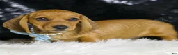 Miniature Dachshund dogs for sale: Slinky AKC  - Ad 3
