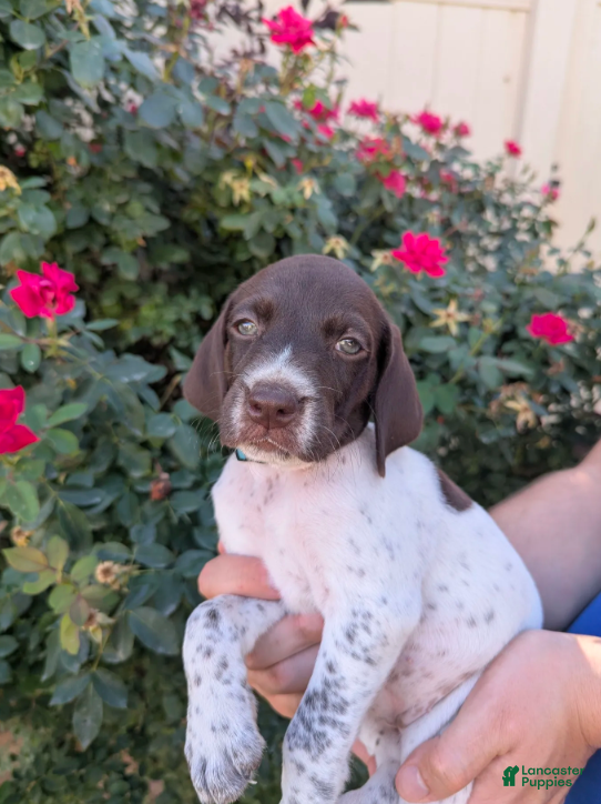 German Shorthaired Pointer dogs Blue female - Ad 1