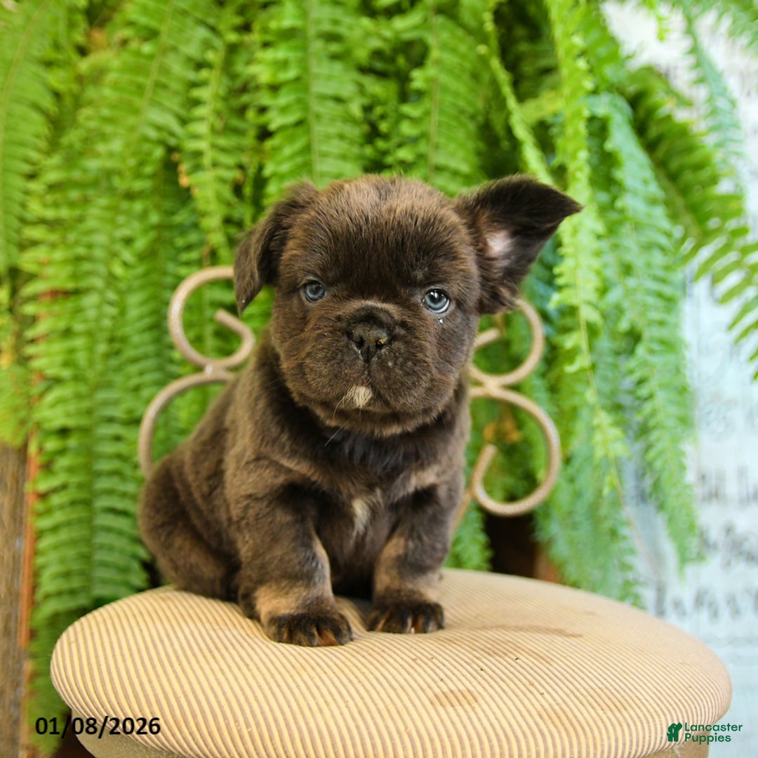 French Bulldog dogs for sale: Toby - Ad 4