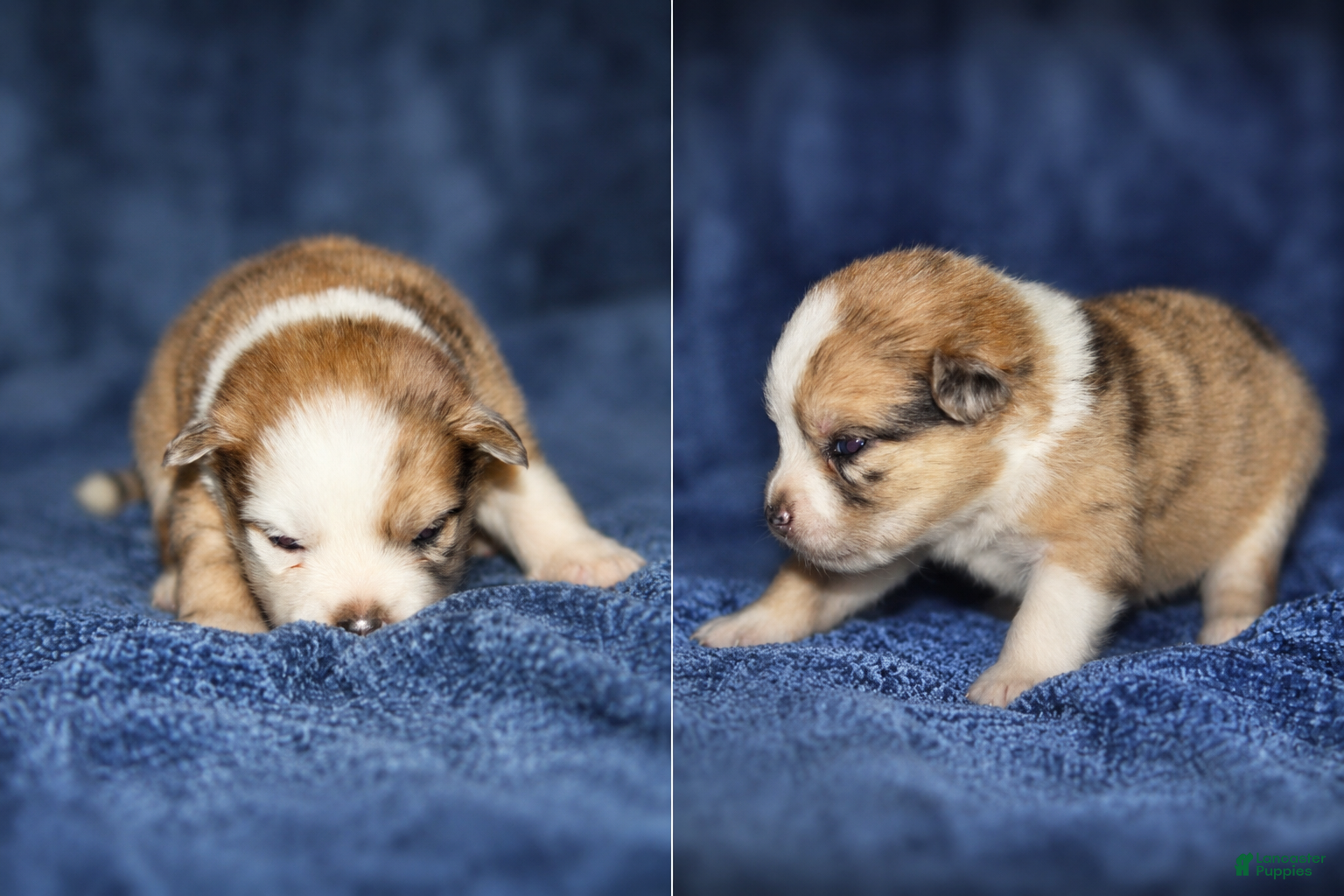 Pomsky dogs Pomsky 1 - Ad 8