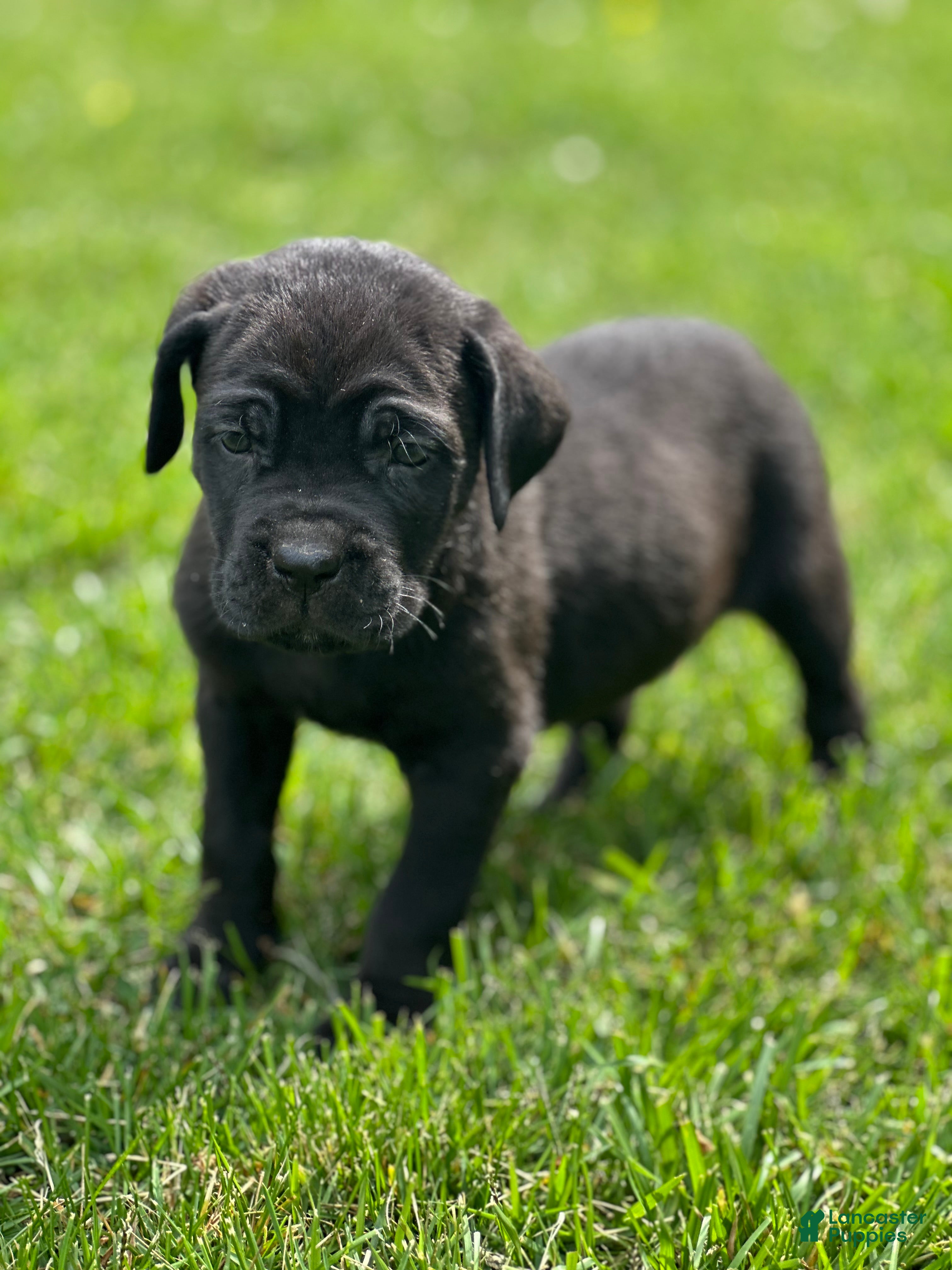 Cane Corso dogs Raven - Ad 32