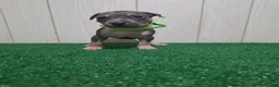 American Bully dogs for sale: American Bully XL Puppy 6 (Highlight Green) - Ad 2