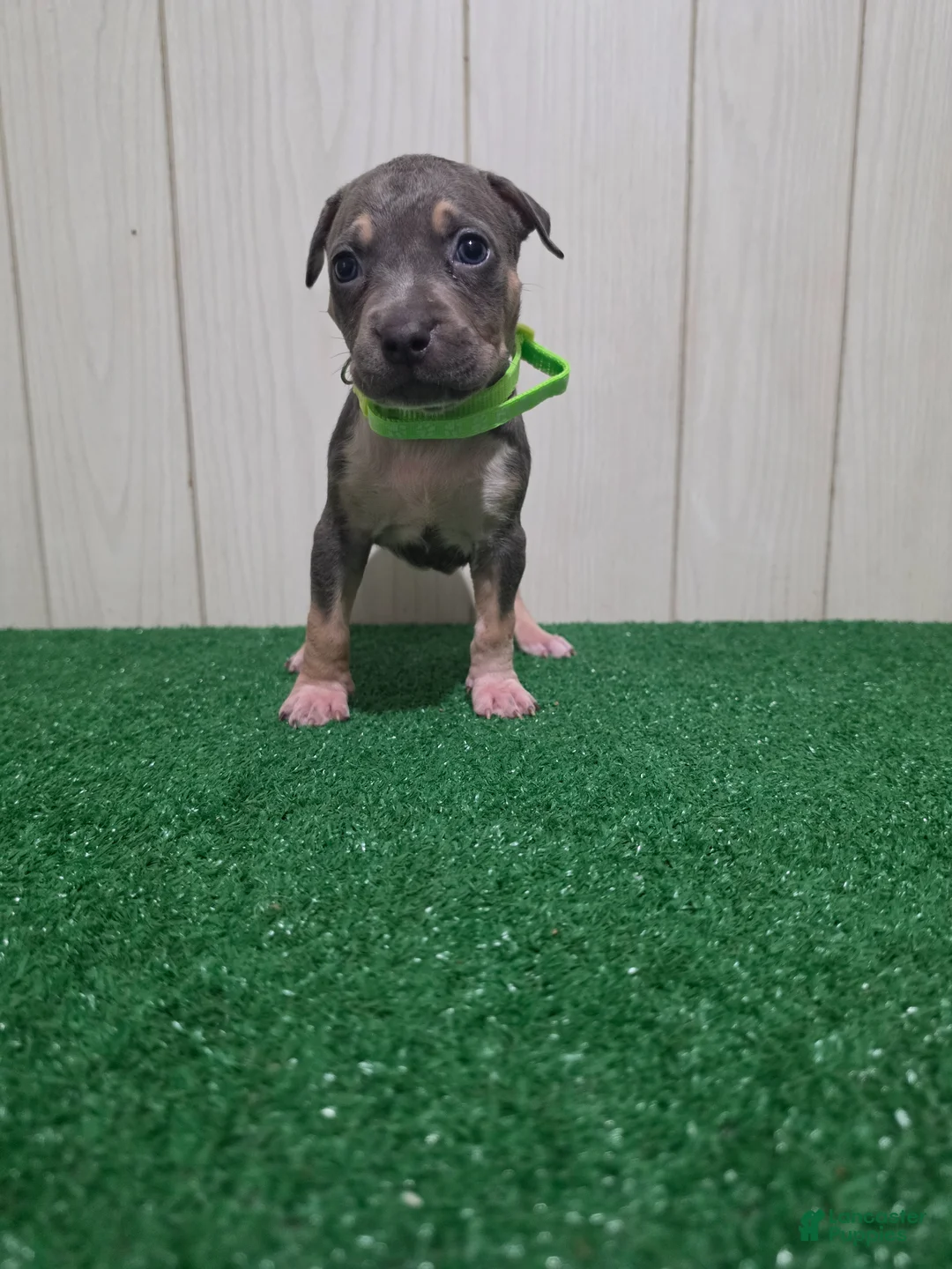 American Bully dogs for sale: American Bully XL Puppy 6 (Highlight Green) - Ad 2