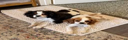 Cavalier King Charles Spaniel dogs for sale: Cavalier King Charles Spaniel - Ad 3