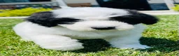 Sheepadoodle dogs for sale: Cookie  - Ad 6