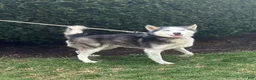 Siberian Husky dogs for sale: Kiana - Ad 6