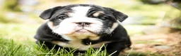 English Bulldog dogs for sale: Amelia - Ad 6