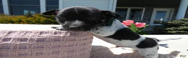 Jack Russell Terrier Puppy 1 Marko