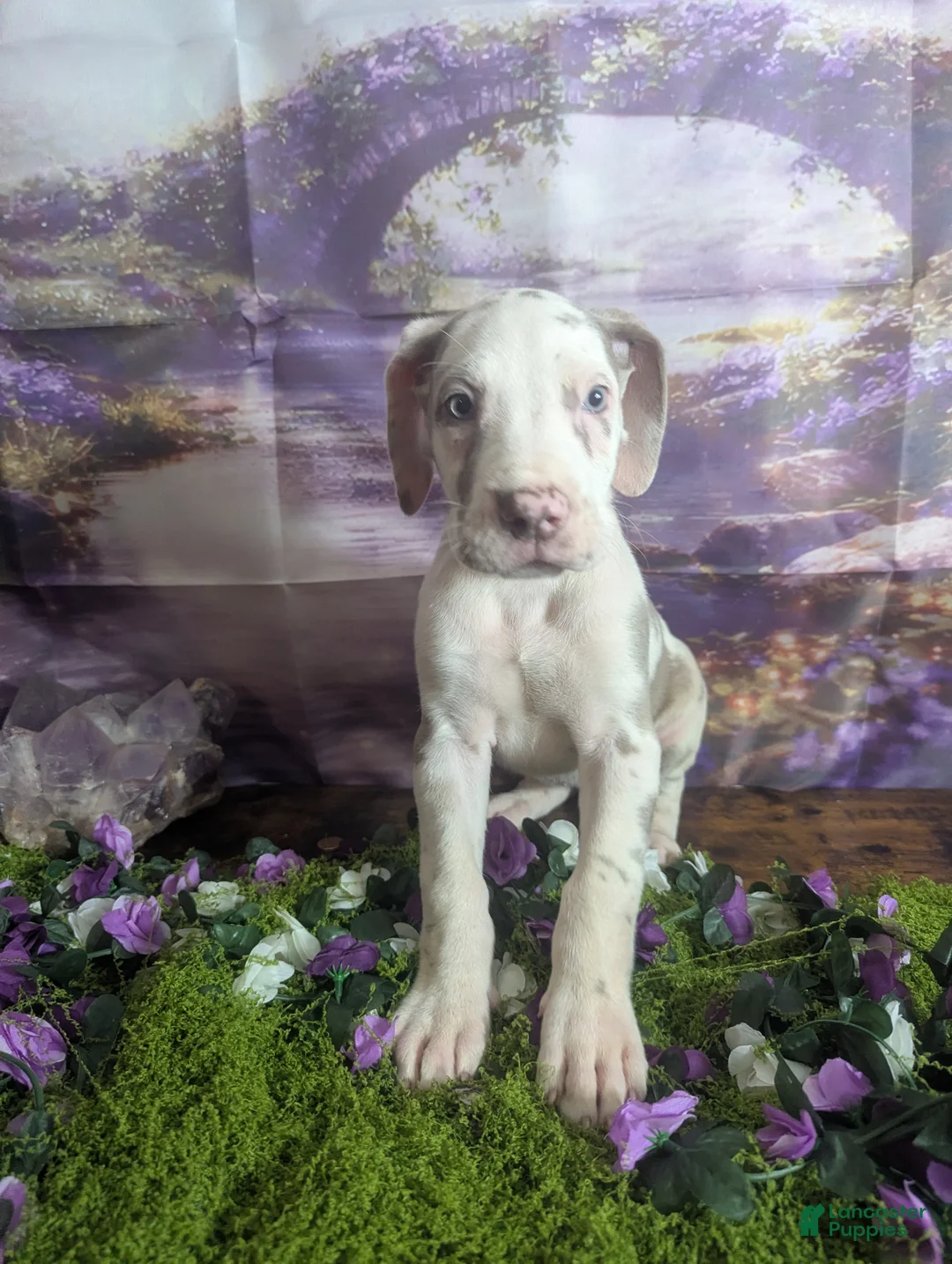 Great Dane dogs for sale: Anastasia Lilac Harlequin  - Ad 2