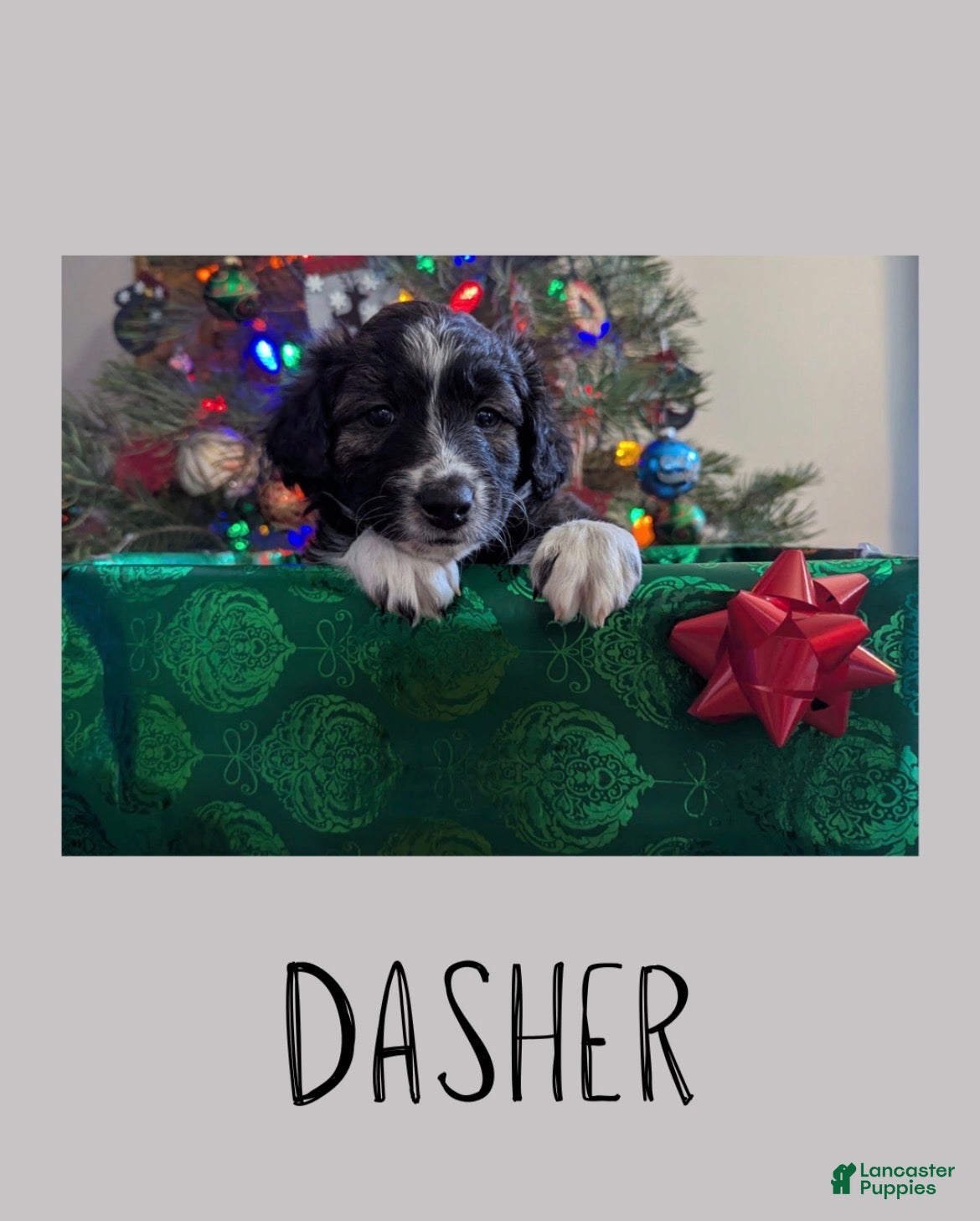 Mixed Breed dogs Dasher - Ad 24