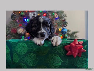 Mixed Breed dogs Dasher - Ad 25