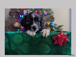 Mixed Breed dogs Dasher - Ad 38