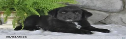 Mixed Breed dogs for sale: Bouncing Buddy - Ad 3