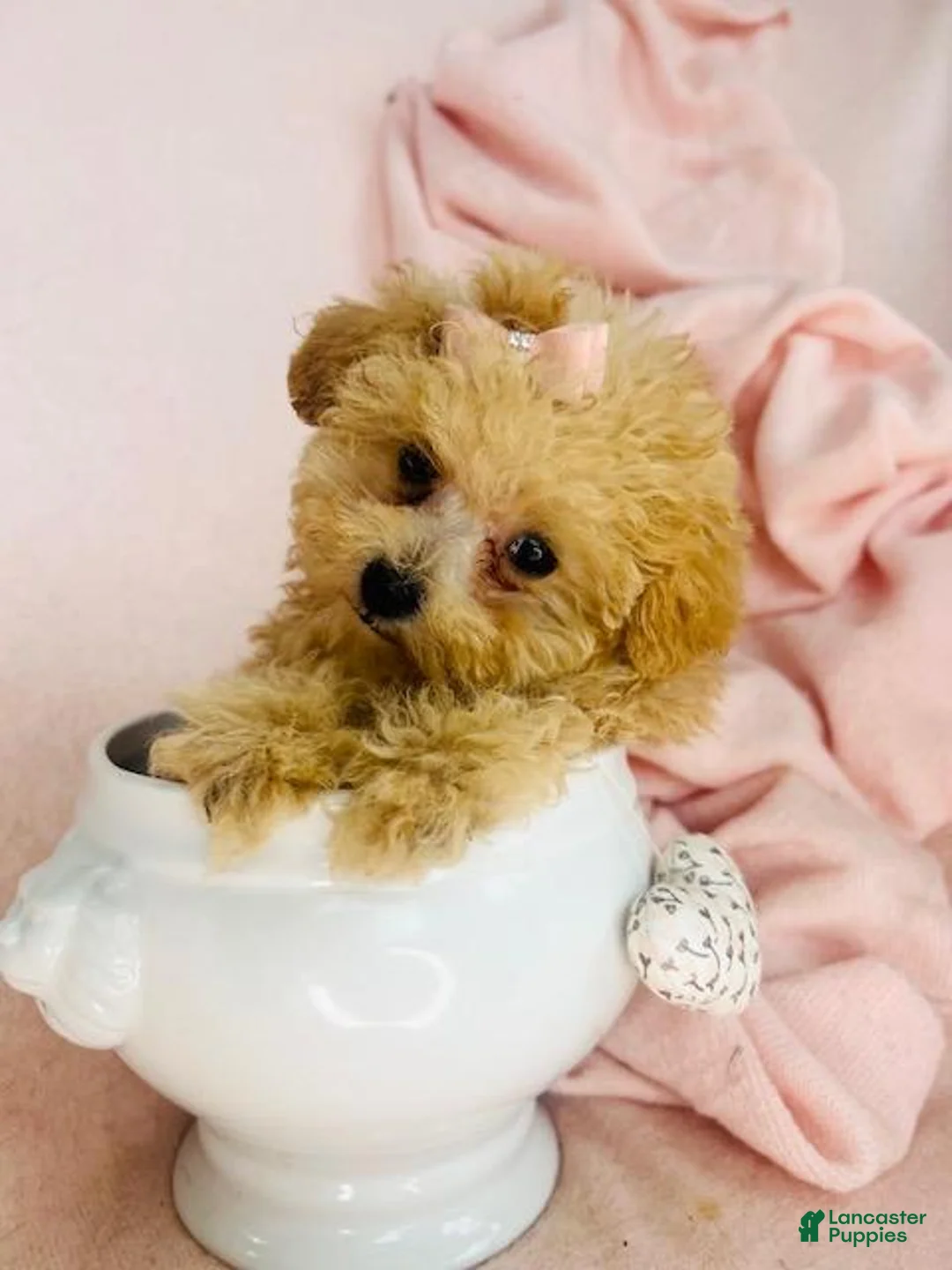Toy Poodle dogs for sale: Toy Poodle Puppy 1 - Ad 1