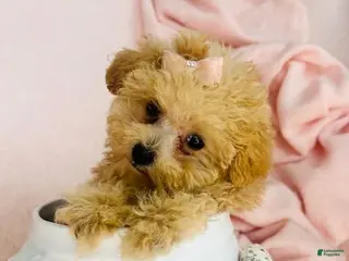 Toy Poodle dogs Toy Poodle Puppy 1 - Ad 10