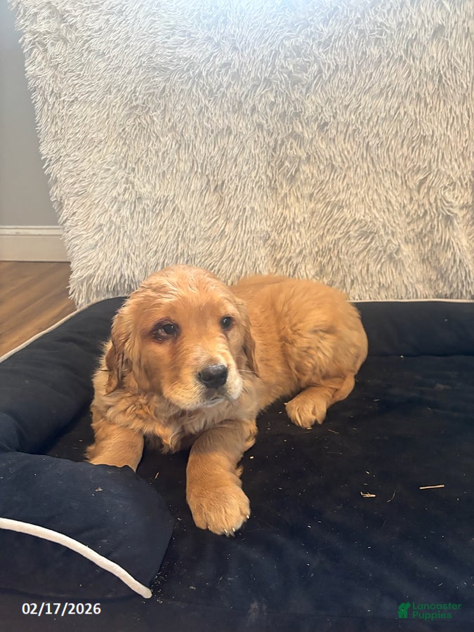 Golden Retriever dogs Derrick - Ad 2